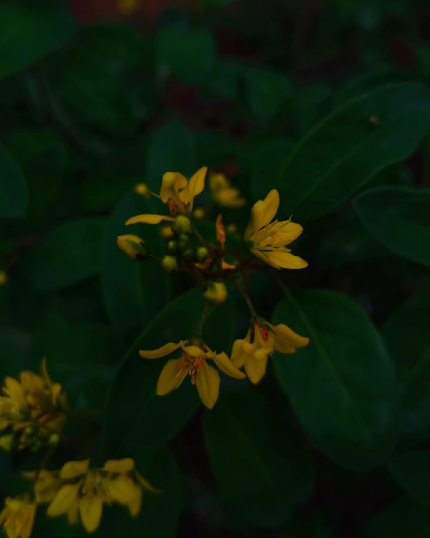 Yellow Flower